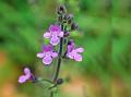 Sticky Wild Basil